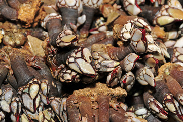 goose barnacles