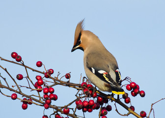 Waxwing on Hawthorn
