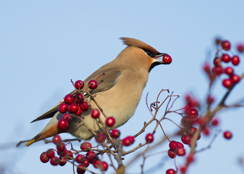 Waxwing eating red berry