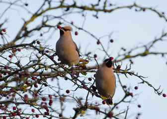 Pair of Waxwings eating