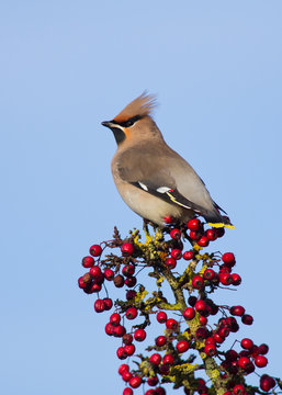 Waxwing on a branch full of Red Berries