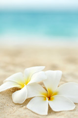 Tempelblume am Strand