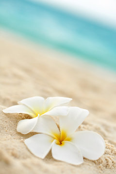 Tempelblume am Strand