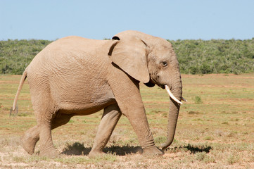 Obraz premium Elefant in Südafrika