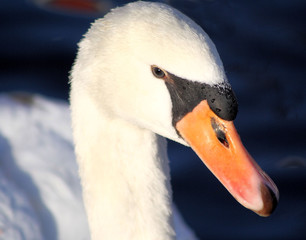 Profile of adult Mute Swan