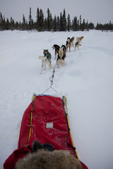 Dog Sled Team