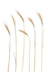 Wheat stems