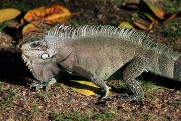 Fototapeta premium Iguane Guadeloupe