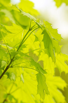 Hellgrüne Ahornblätter im Frühling