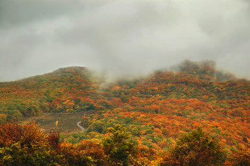 Autumn road