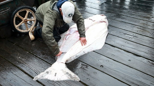 Halibut fillet on deck P HD 8241