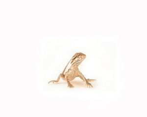 Bearded Dragon