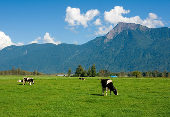 Grazing dairy cattle