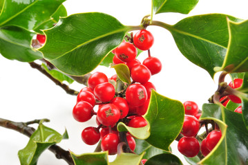 Mistelzweig auf weissem Hintergrund