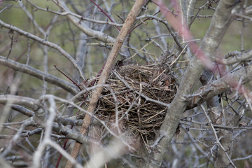 bird's nest