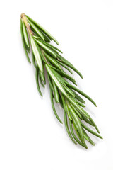 Fototapeta premium Rosmarin