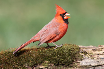 Cardinal On A Perch with Moss