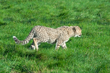 Cheetah (A. Jubatus) cub walks on the green grass