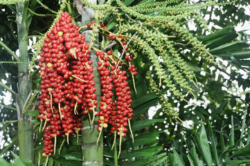 Palm Fruits