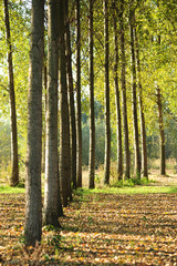 Fototapeta premium pioppeto alberi 1408