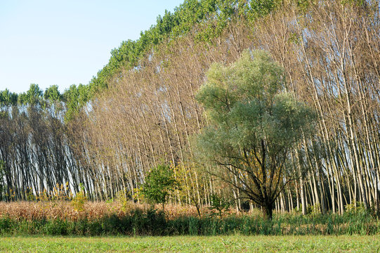 pioppeto alberi 1410