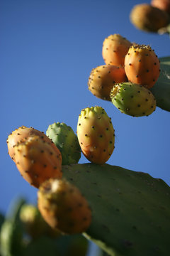 fichi d'india