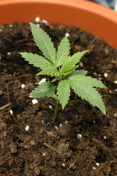 Cannabis marijuana drogue chanvre plantation croissance