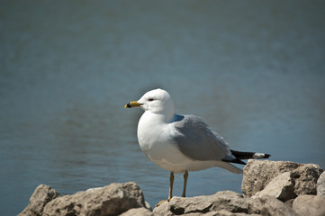 Fototapeta na wymiar Ring-billed Gull Standing on a Rock