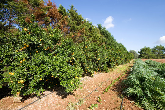 campagna