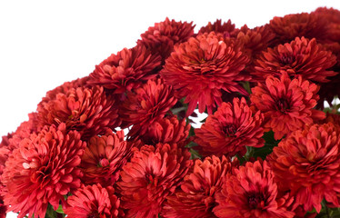 chrysanthemum