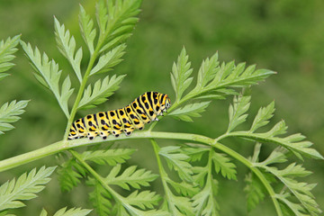 butterfly larva in a leaf