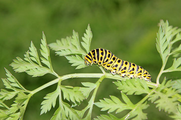 butterfly larva in a leaf