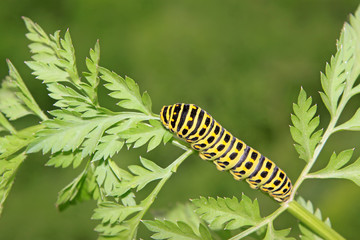 butterfly larva in a leaf