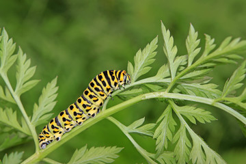 butterfly larva in a leaf