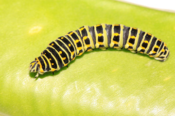 butterfly larva in a leaf