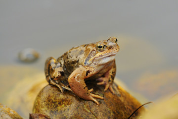 Grasfrosch