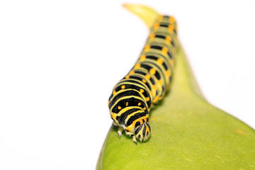 butterfly larva in a leaf