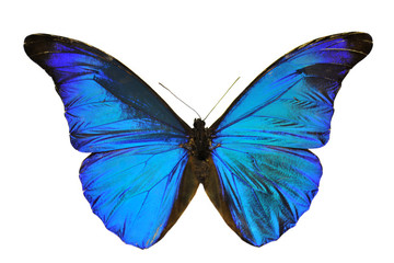 Naklejka premium niebieski motyl (Morpho retenor)