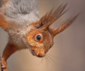 Close up of European red squirrel