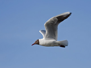 Black-headed gull flying on the blue sky