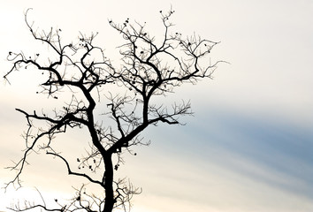 Dead tree