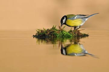 Carbonero común sobre musgo
