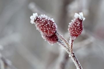 Hagebutte - Rosa canina - Frucht mit Eis überzogen