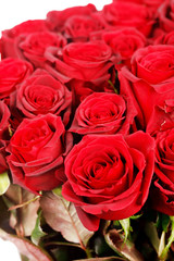beautiful roses