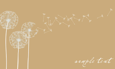 Vector elegant dandelion background