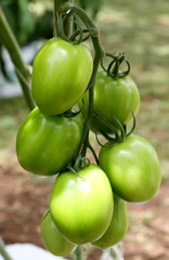 tomates vertes
