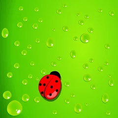 Foto op Plexiglas Vector elegante groene achtergrond met waterdruppels en lieveheersbeestje © Glyph