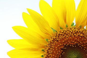 Naklejka premium Sunflowers