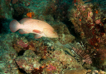 Graysby and Lionfish on a reef