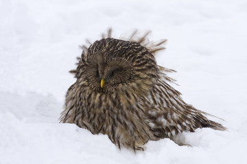 Ural Owl (Strix uralensis)
